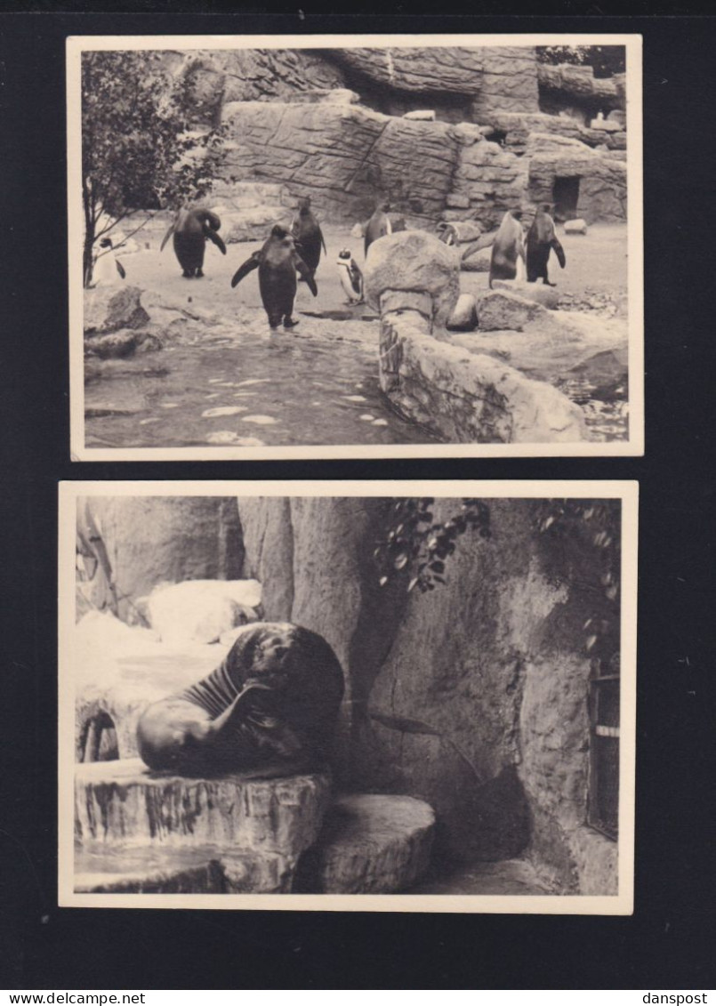 Dt. Reich Lot Photos 1932 Hagenbeck's Tierpark Stellingen - Stellingen