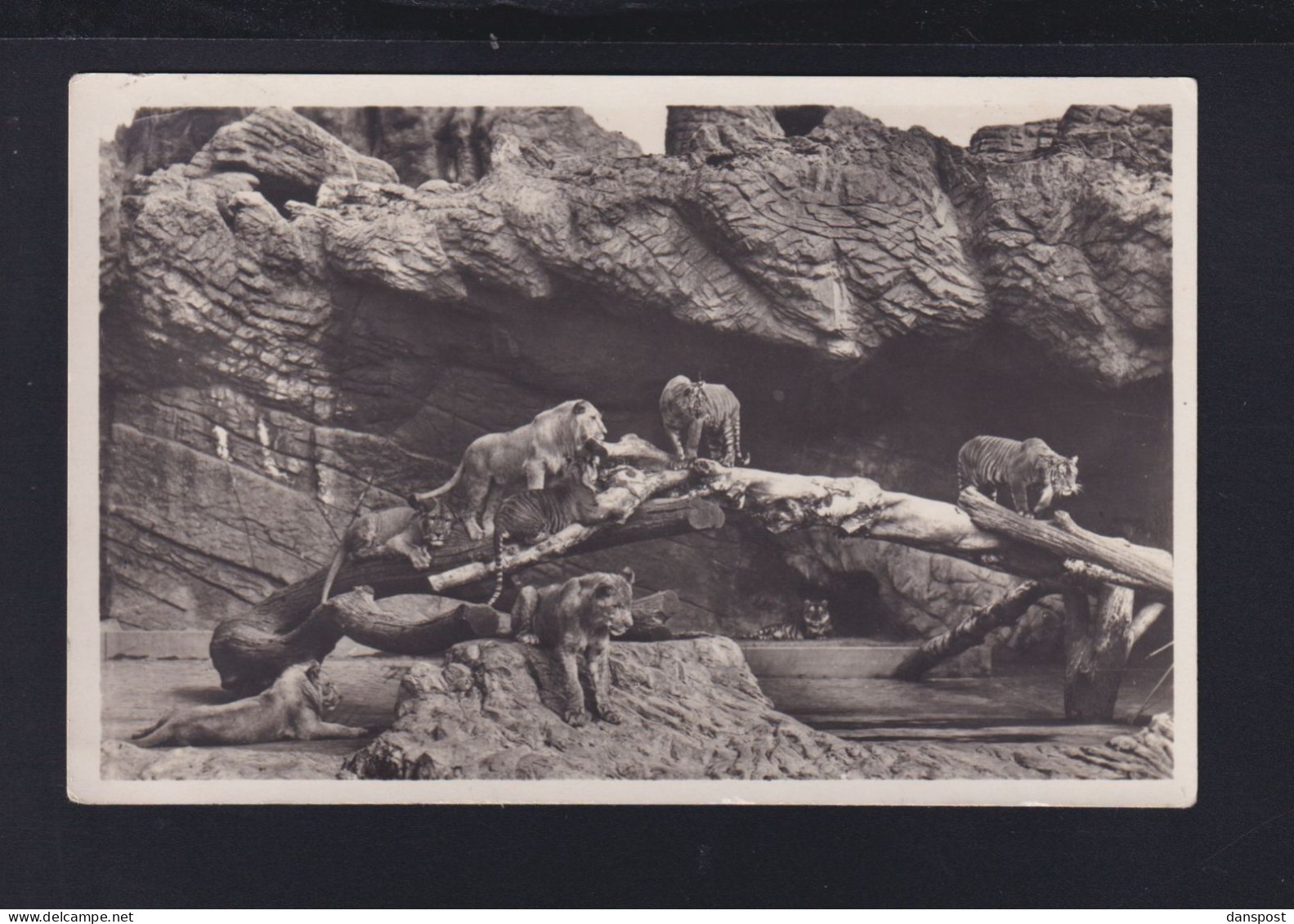 Dt. Reich AK Hegenbeck's Tierpark Zoo Löwenschlucht 1934 - Stellingen