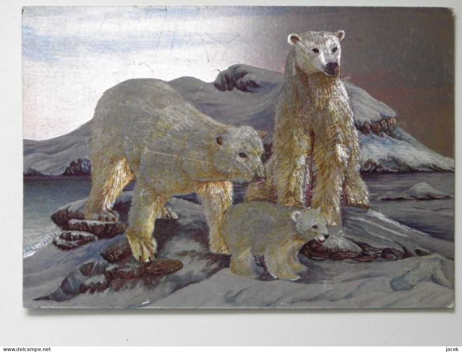 Bear Polar / England Postcard - Ours
