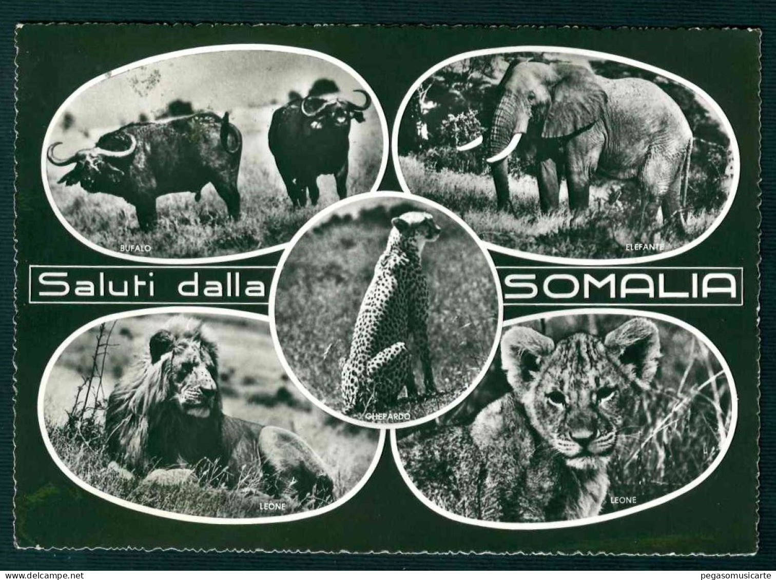 BA251 - SALUTI DALLA SOMALIA 5 VEDUTE ANIMALI ANIMAL LION ELEPHANT GNU 1966 - Somalie