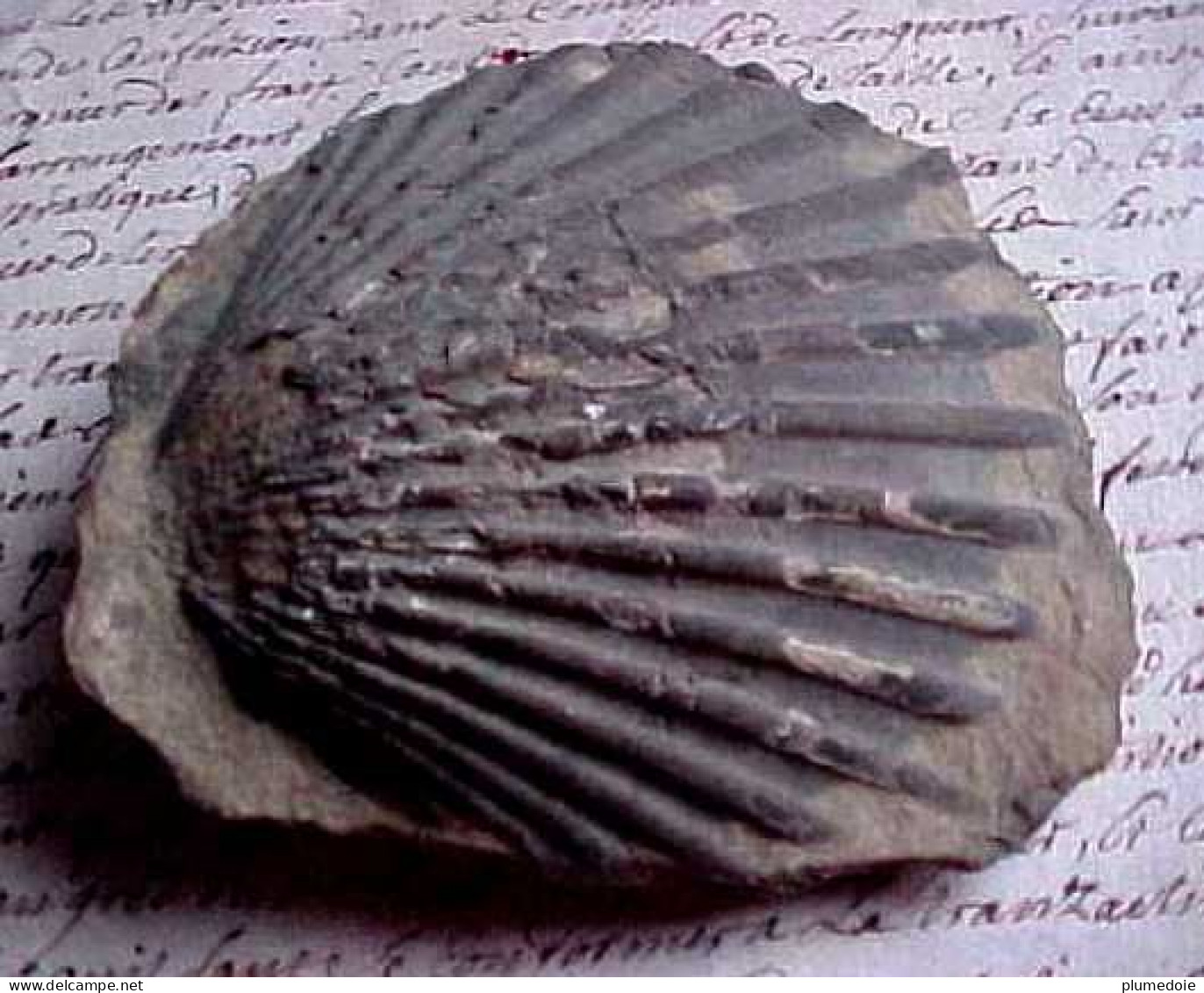 AUTHENTIQUE FOSSILE De PECTEN , Saint Jacques , Complet , FOSSIL Of JACOBAEUS  PECTEN - Fossielen