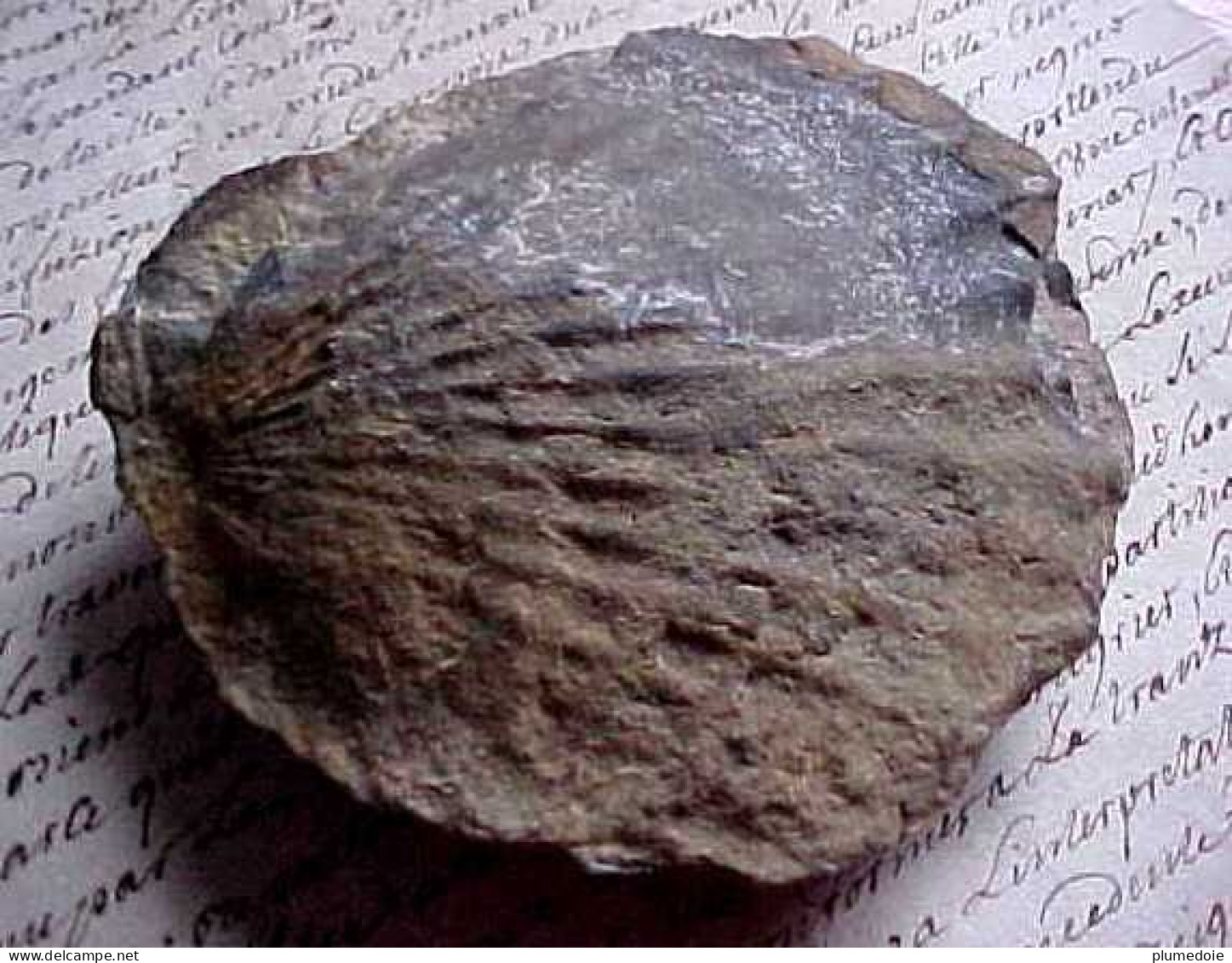 AUTHENTIQUE FOSSILE De PECTEN , Saint Jacques , Complet , FOSSIL Of JACOBAEUS  PECTEN - Fossilien