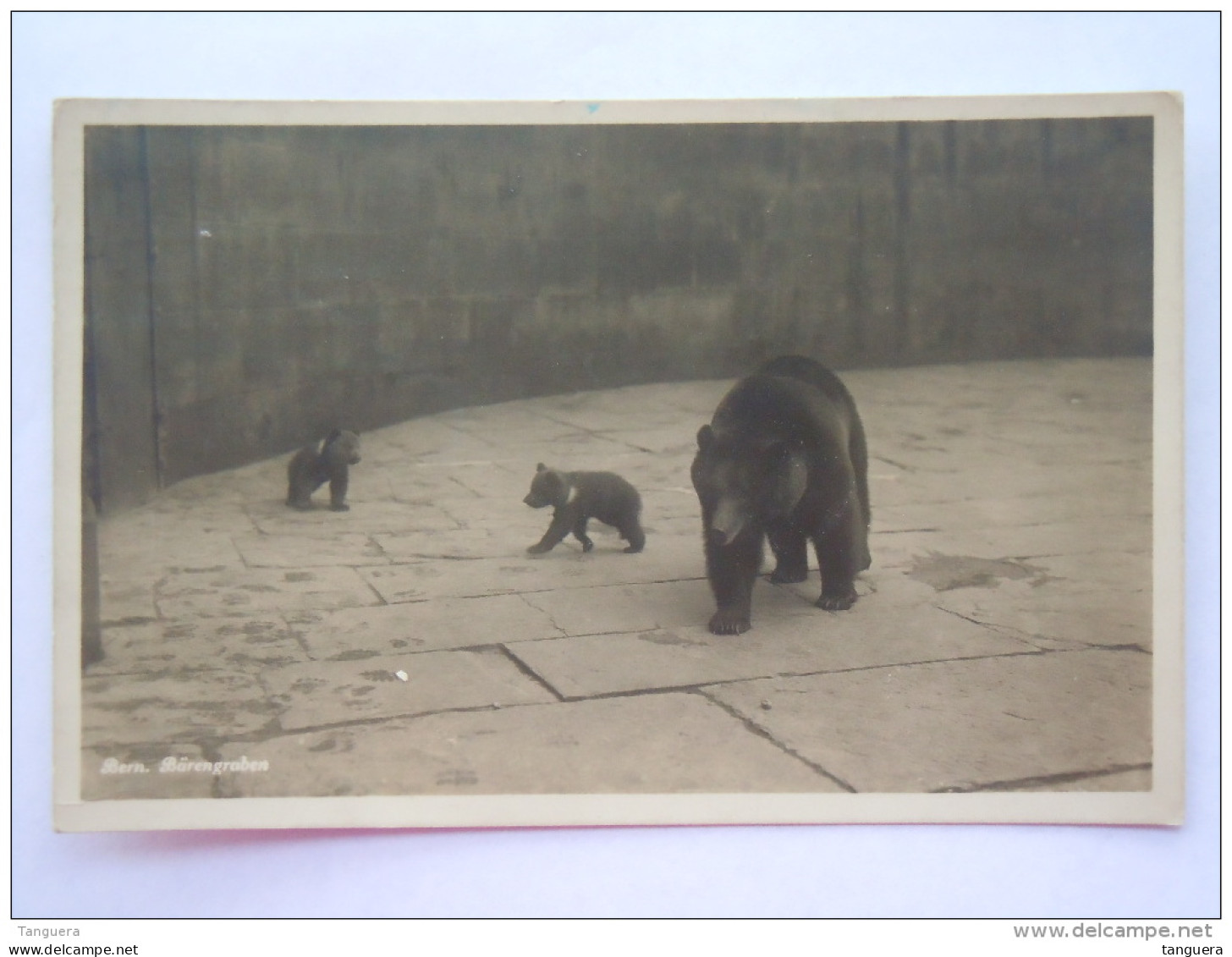 Bern Berne Zoo Bärengraben La Fosse Au Ours Beren 1929 - Ours