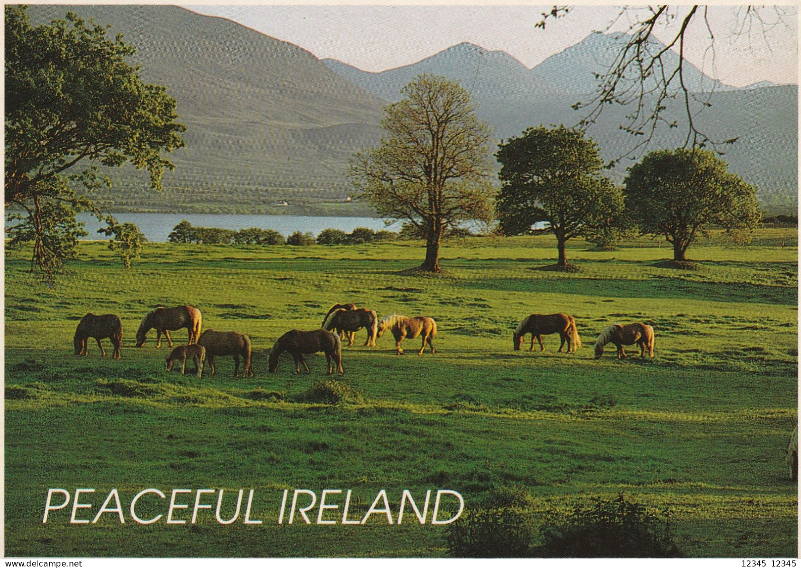 Ireland - Autres & Non Classés