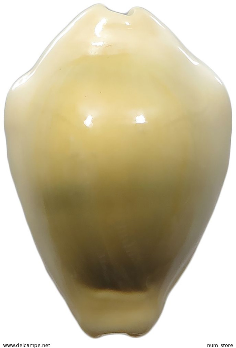 CHINA   Cowry Shell Money #sm02 0655 - Chine