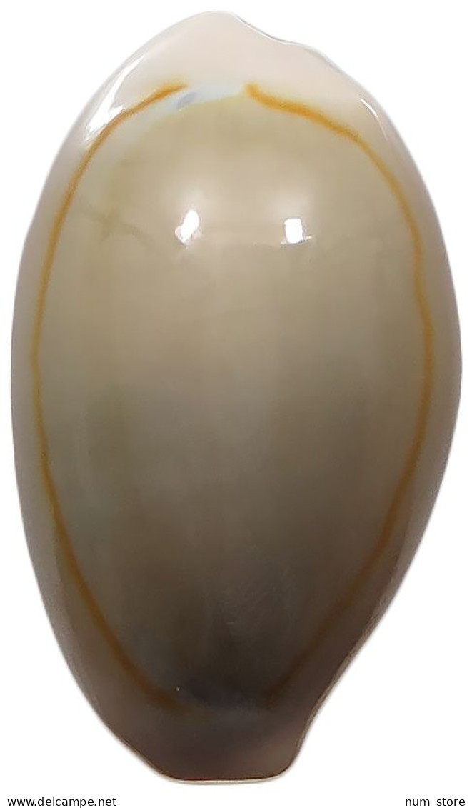 CHINA   Cowry Shell Money #sm02 0641 - Chine