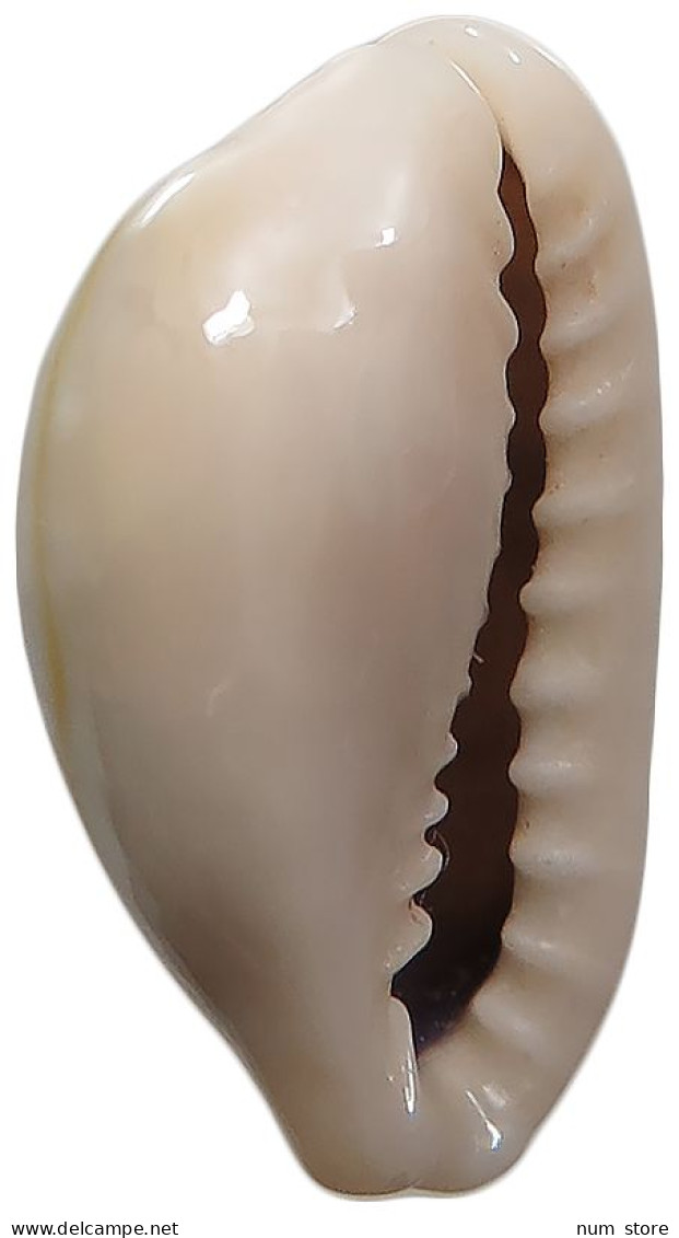 CHINA   Cowry Shell Money #sm02 0631 - Chine