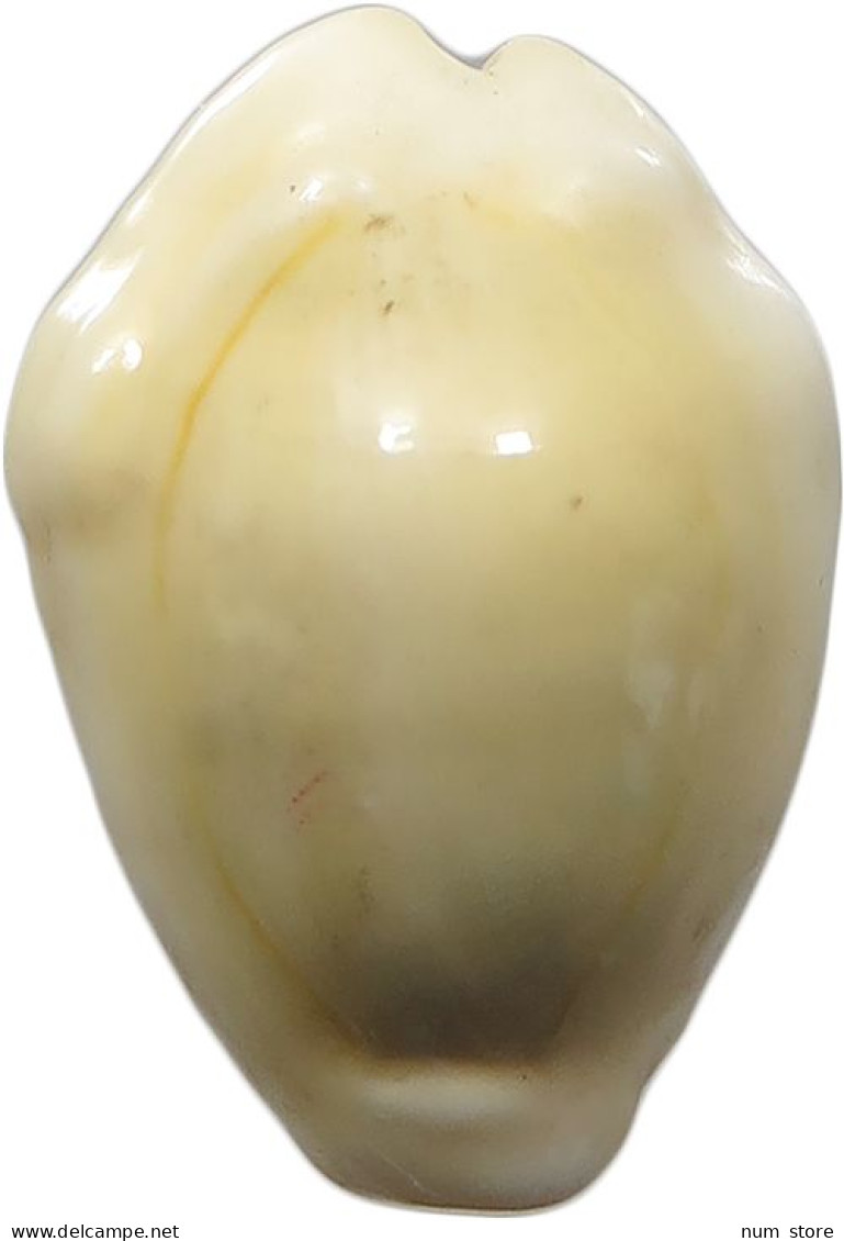 CHINA   COWRY SHELL MONEY #sm02 0589 - Chine