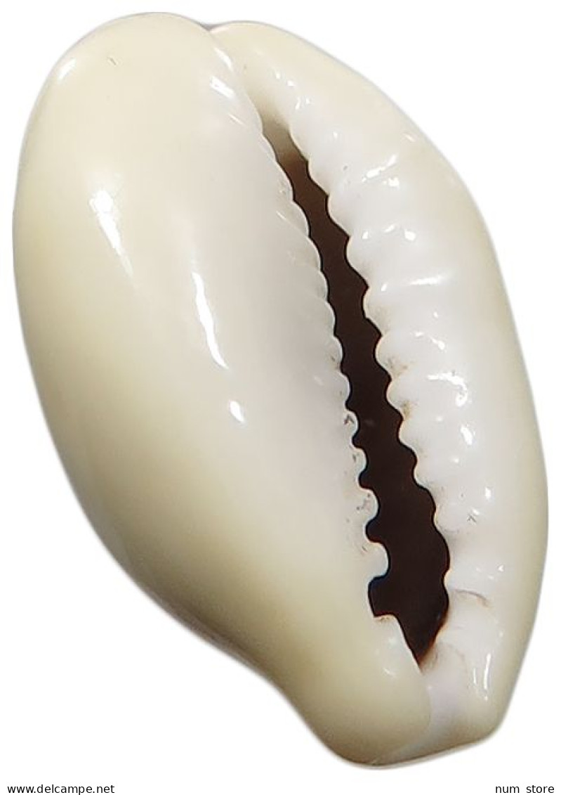 CHINA   COWRY SHELL MONEY #sm02 0575 - Chine