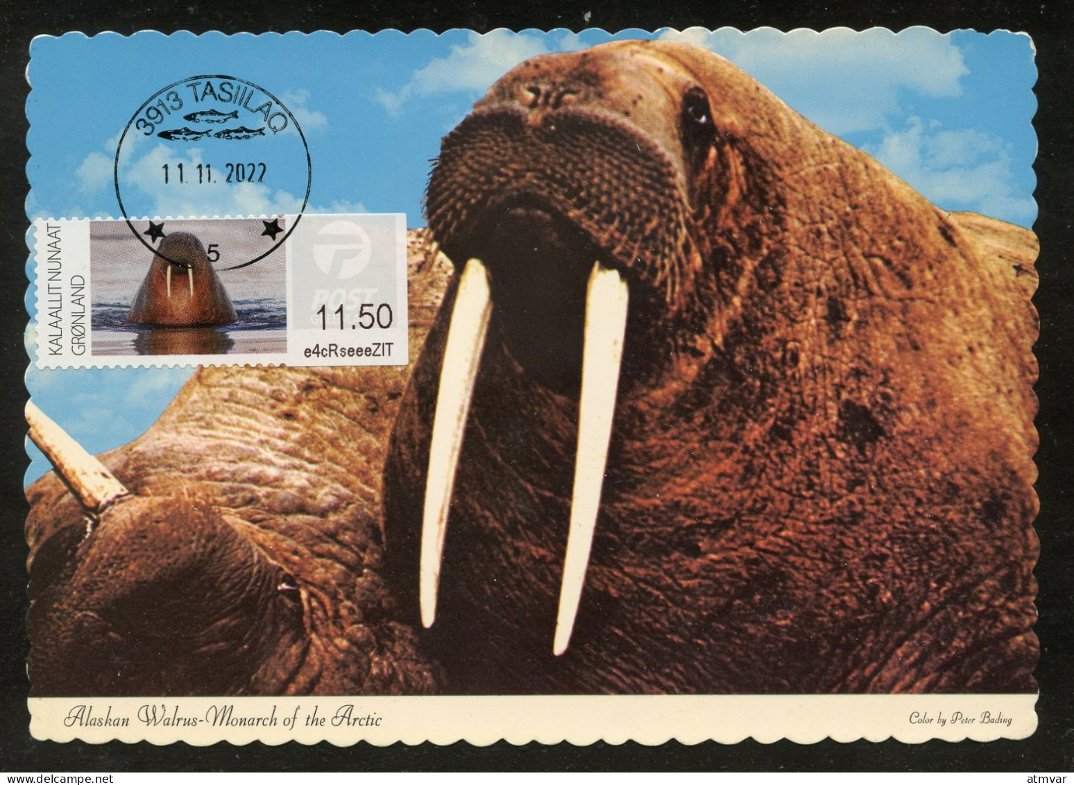 GREENLAND (2022) Carte Maximum Card ATM - Morse, Walrus, Walross, Odobenus Rosmarus, Walruses - Maximumkaarten