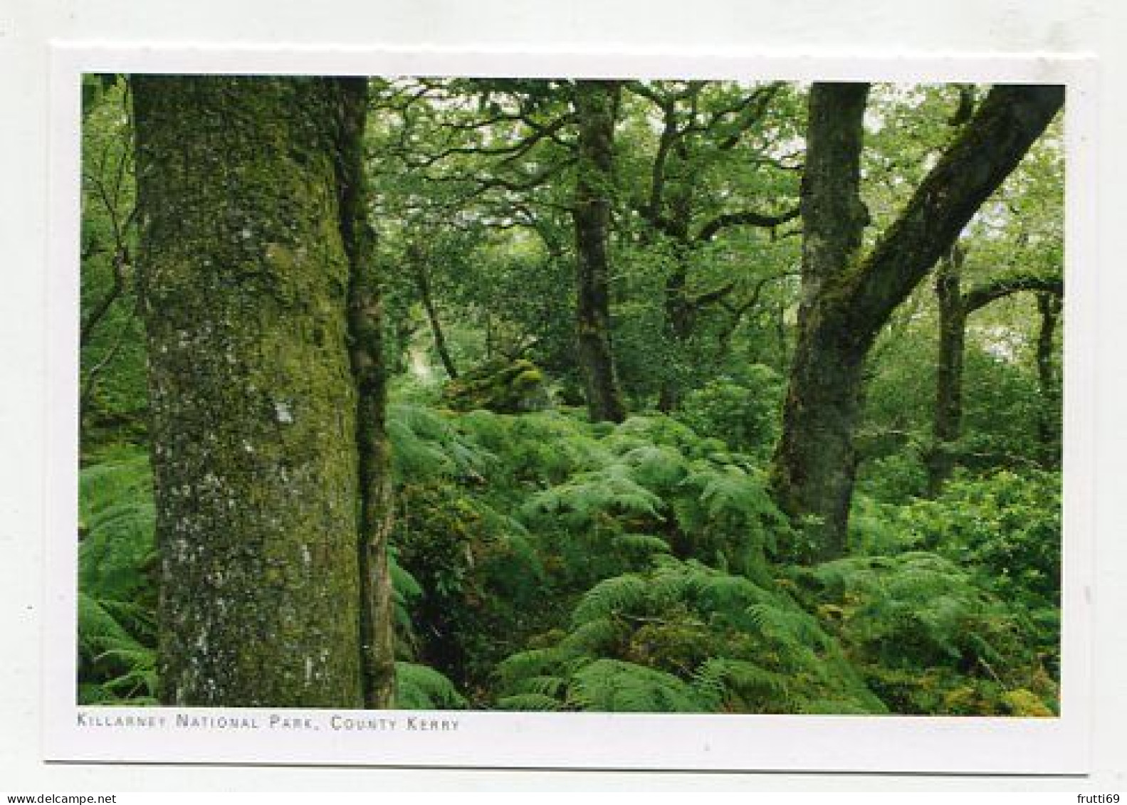 AK 177045 IRELAND - Killarney National Park - Kerry