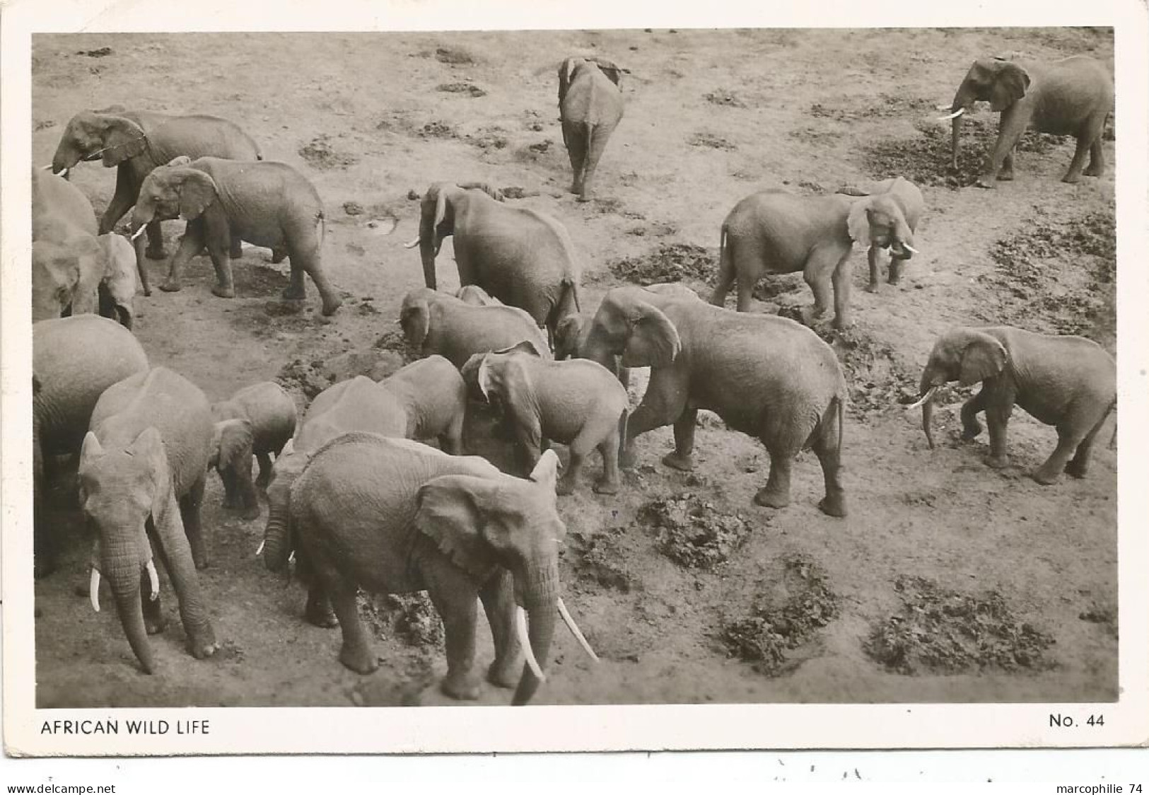 KENYA CARD ELEPHANT - Kenya