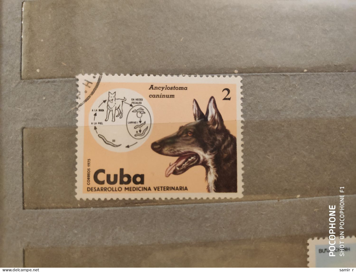 1975	Cuba	Dogs (F62) - Used Stamps