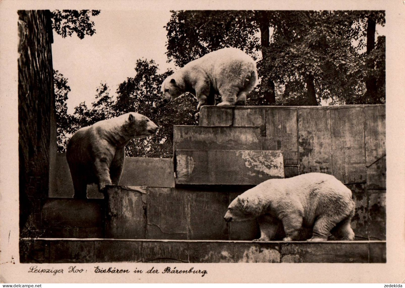 G6381 - Leipzig Zoologischer Garten Leipziger Zoo Tierpark - Bär Bären - Ours