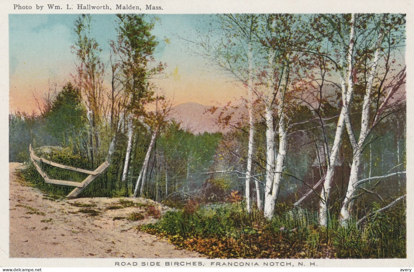 Roadside Birches,  Franconia Notch, White Mountains, New Hampshire - White Mountains