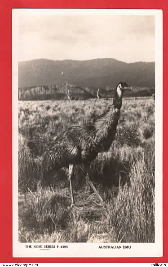 AUSTRALIA  AUSTRALIAN EMU   ROSE OF VICTORIA SERIES  RP - Outback