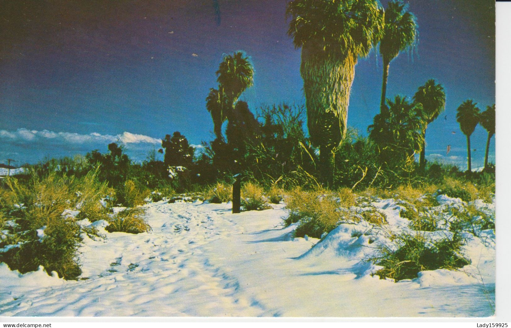 The High Desert In Winter. Base Du Cactus  Très Large Et Long Et Très Haut - Cactus