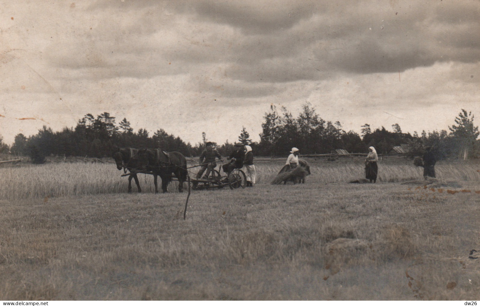 Estonie - Eesti: Heina Niitmine Hobuste Ja Niidukiga (Le Fauchage Des Foins Avec Moissonneuse Et Cheval) - Estonie