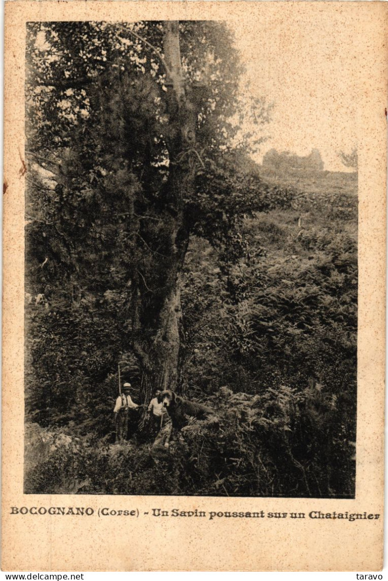 CORSE - BOCOGNANO - Chasseurs Devant Un Sapin Poussant Sur Un Châtaignier - RARE !! - Other & Unclassified