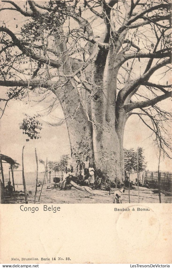 CONGO - Congo Belge - Baobab à Boma - Carte Postale Ancienne - Belgian Congo