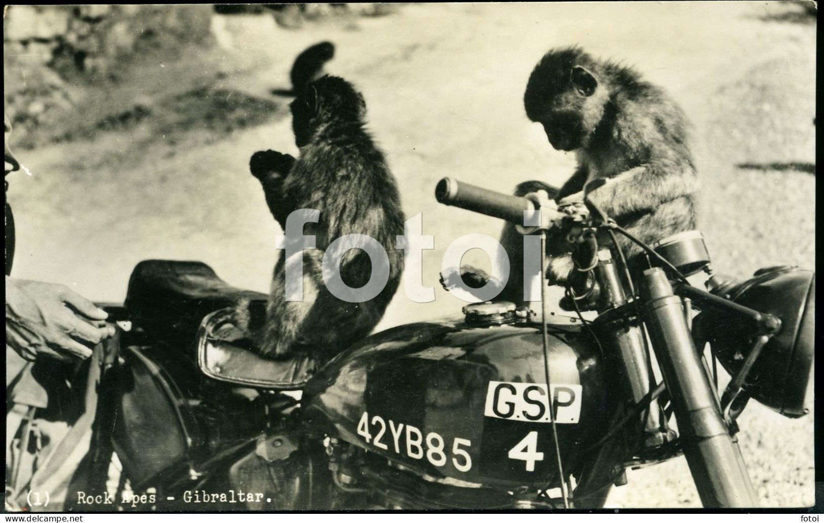 MONKEYS REAL PHOTO FOTO POSTCARD GIBRALTAR POLICE MOTORRAD MOTORCYCLE MOTOR BIKE MOTO UK CARTE TARJETA - Gibraltar