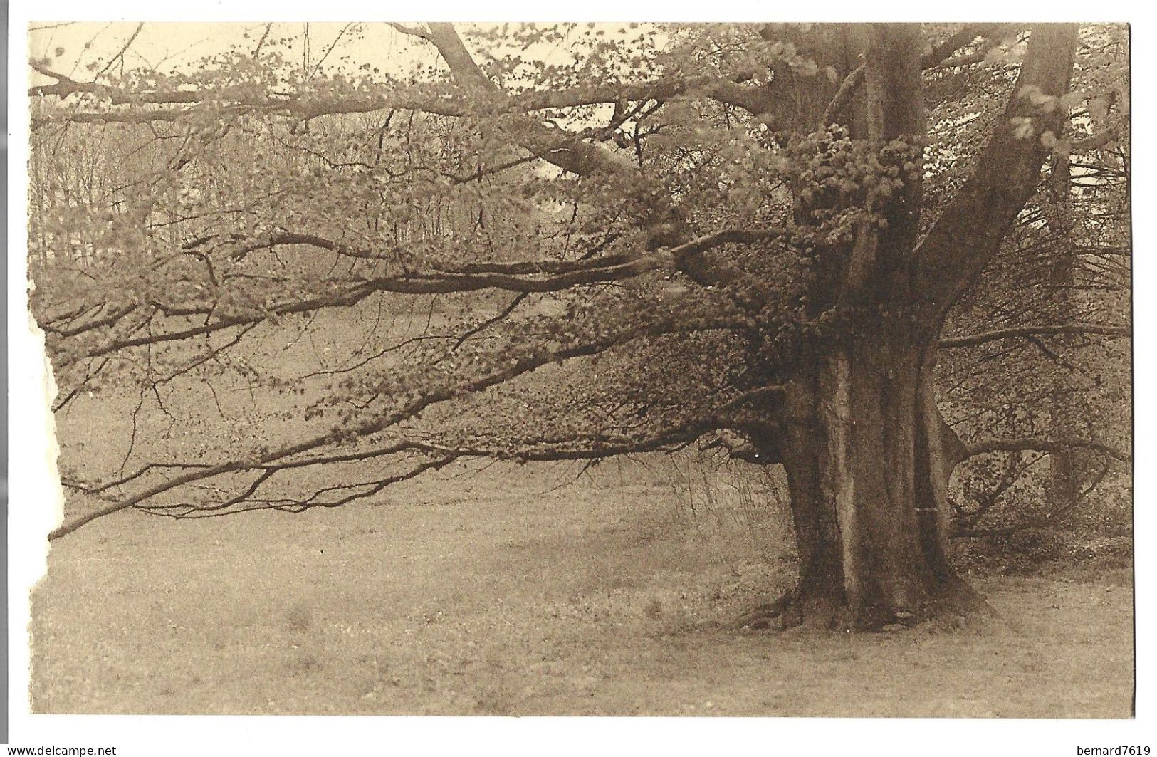 Belgique  - Lovenjoul -   Parc De Lovenjoul  - Arbre - Bierbeek