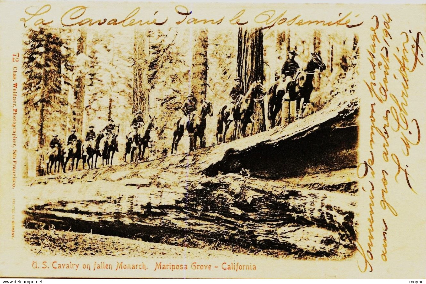 12860   - USA  -  Californie - YOSEMITE :  U.S. Cavalery On Fallen Monarck,  Mariposa Grove -  Prise En 1904   RARE - Yosemite