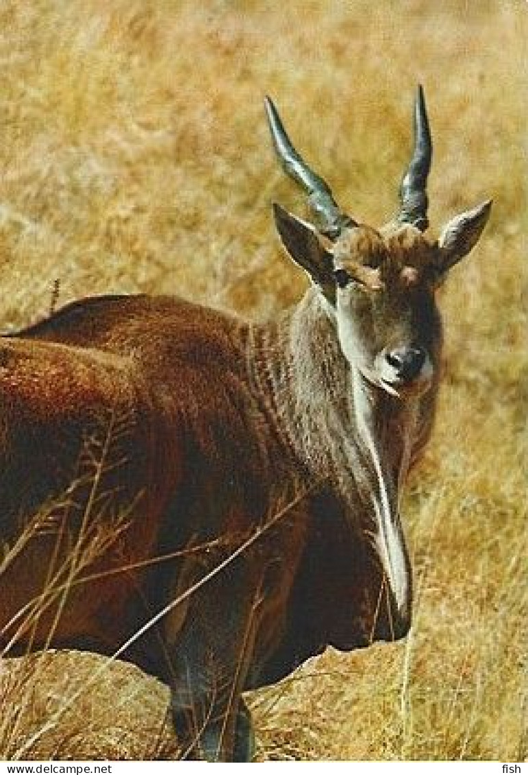 Portugal & Marcofilia,Antilope Alcina, Ragelaphus Oryx, Lisboa A Peso Da Regua 1972 (396) - Brieven En Documenten