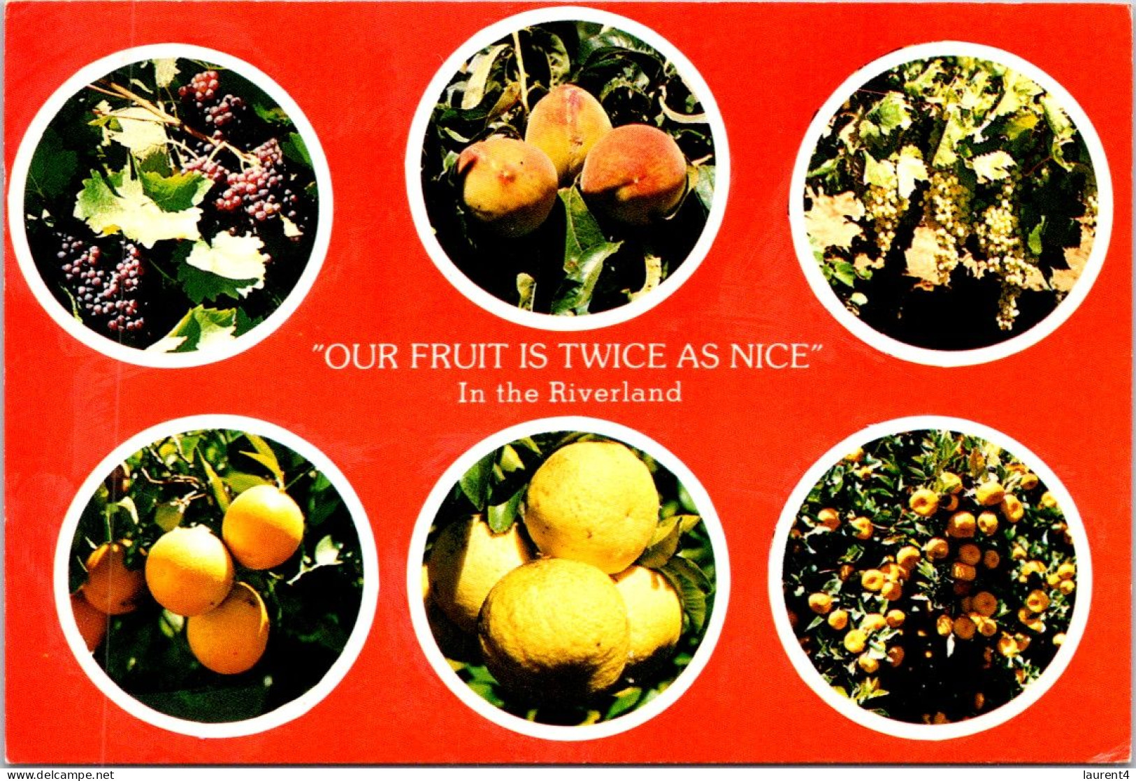 8-11-2023 (1 V 40) Australia (posted With Stamp 1986) - SA - Riverland Fruits - Other & Unclassified