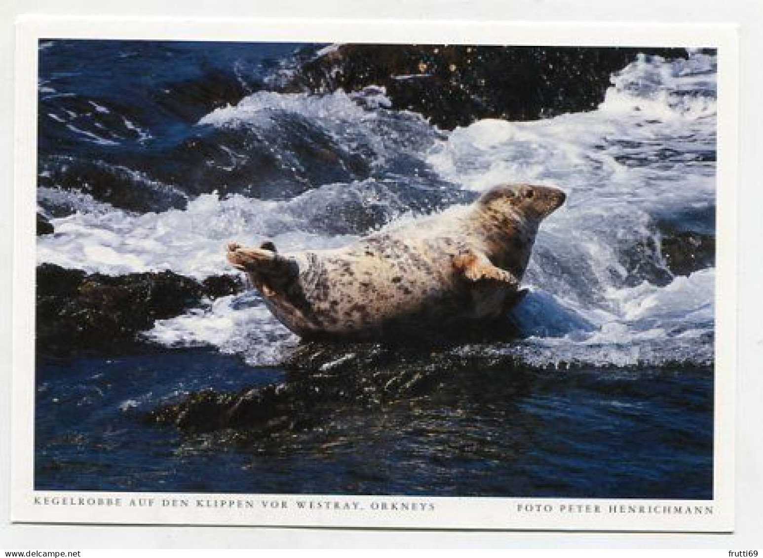 AK 177614 SCOTLAND - Kegelrobbe Auf Den Klippen Von Westray - Orkneys - Orkney