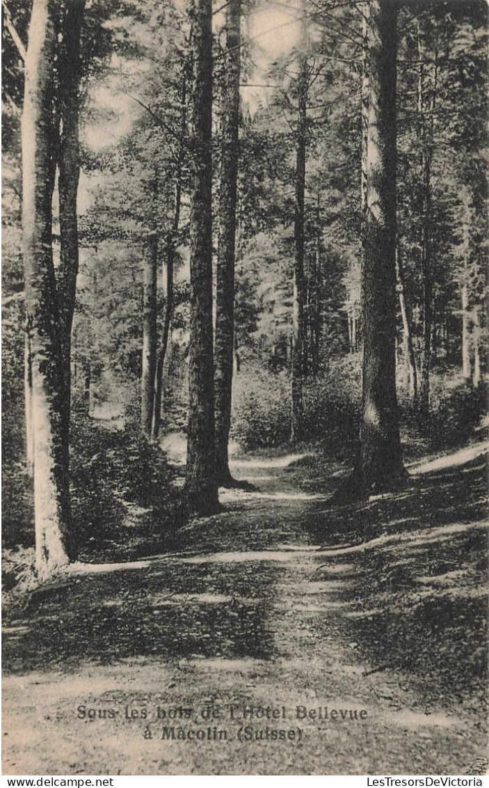 SUISSE - Macolin - Sous Les Bois De L'hôtel Bellevue - Carte Postale Ancienne - Bienne