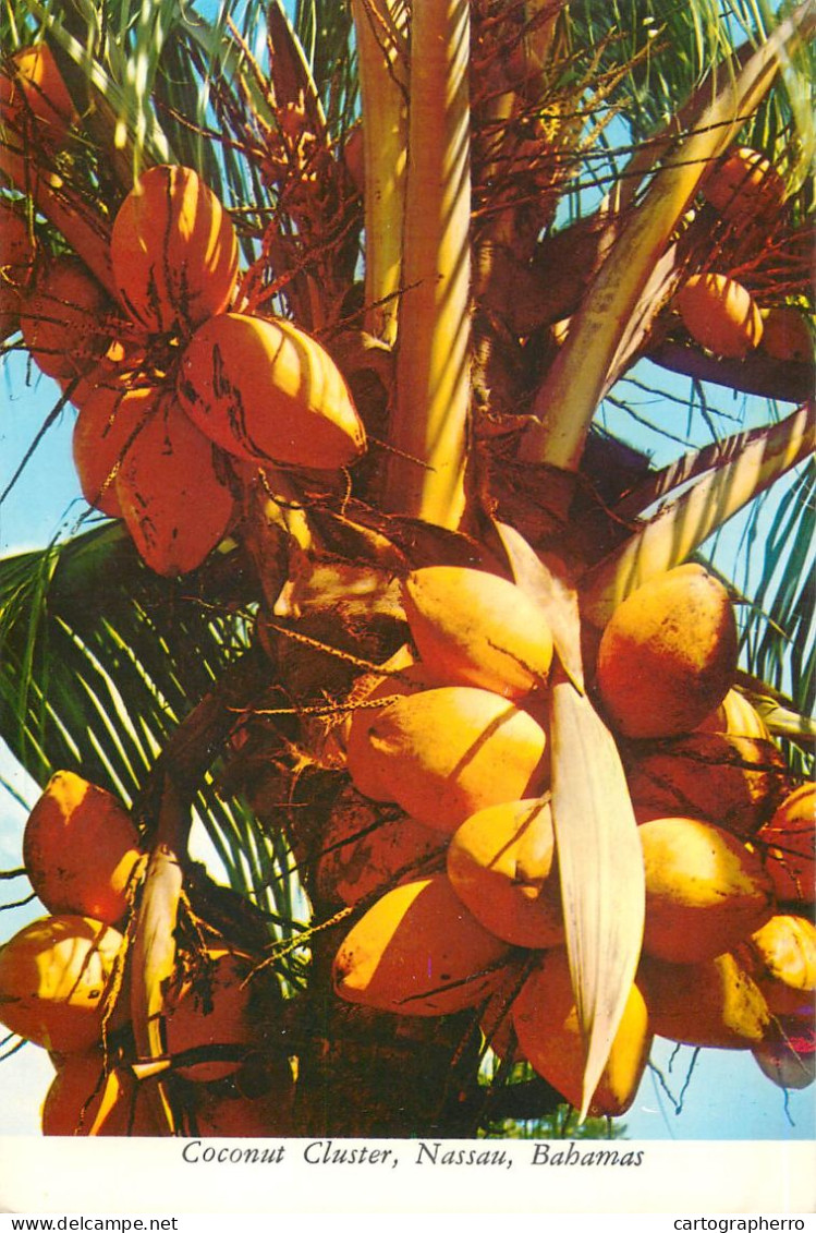Postcard Bahamas Coconut Cluster Nassau - Bahamas