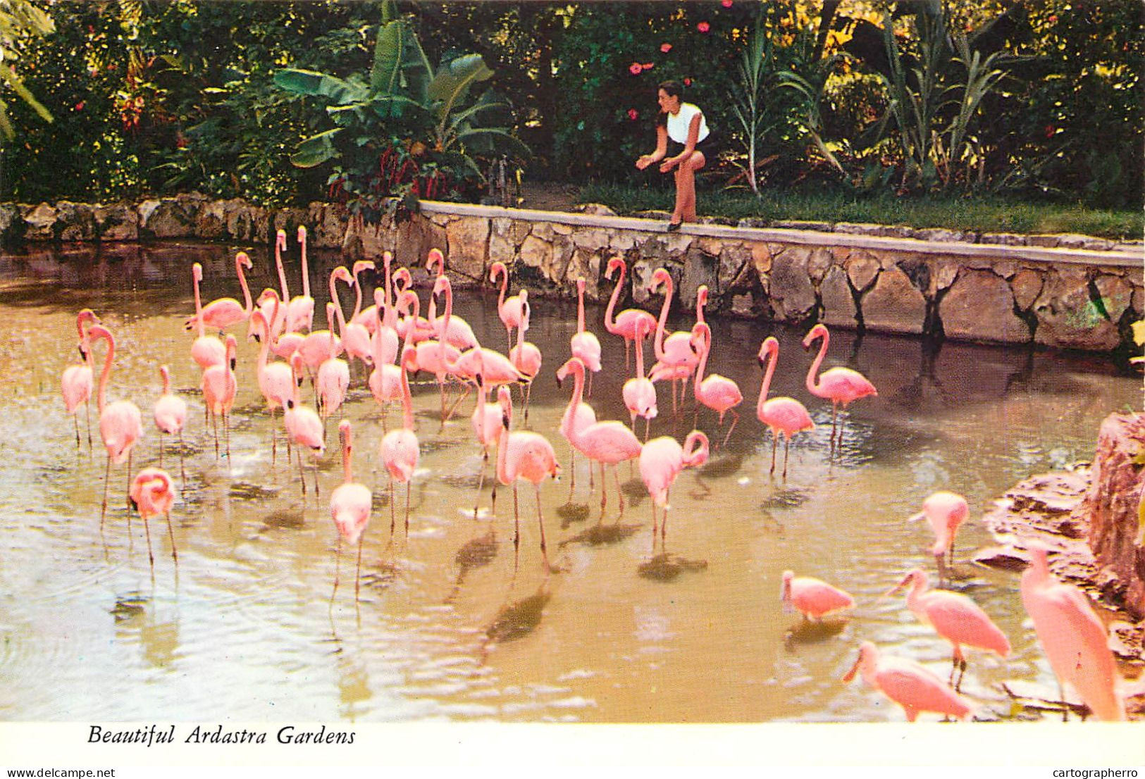 Postcard Bahamas Island Nassau Ardastra Gardens Flamingos - Bahama's