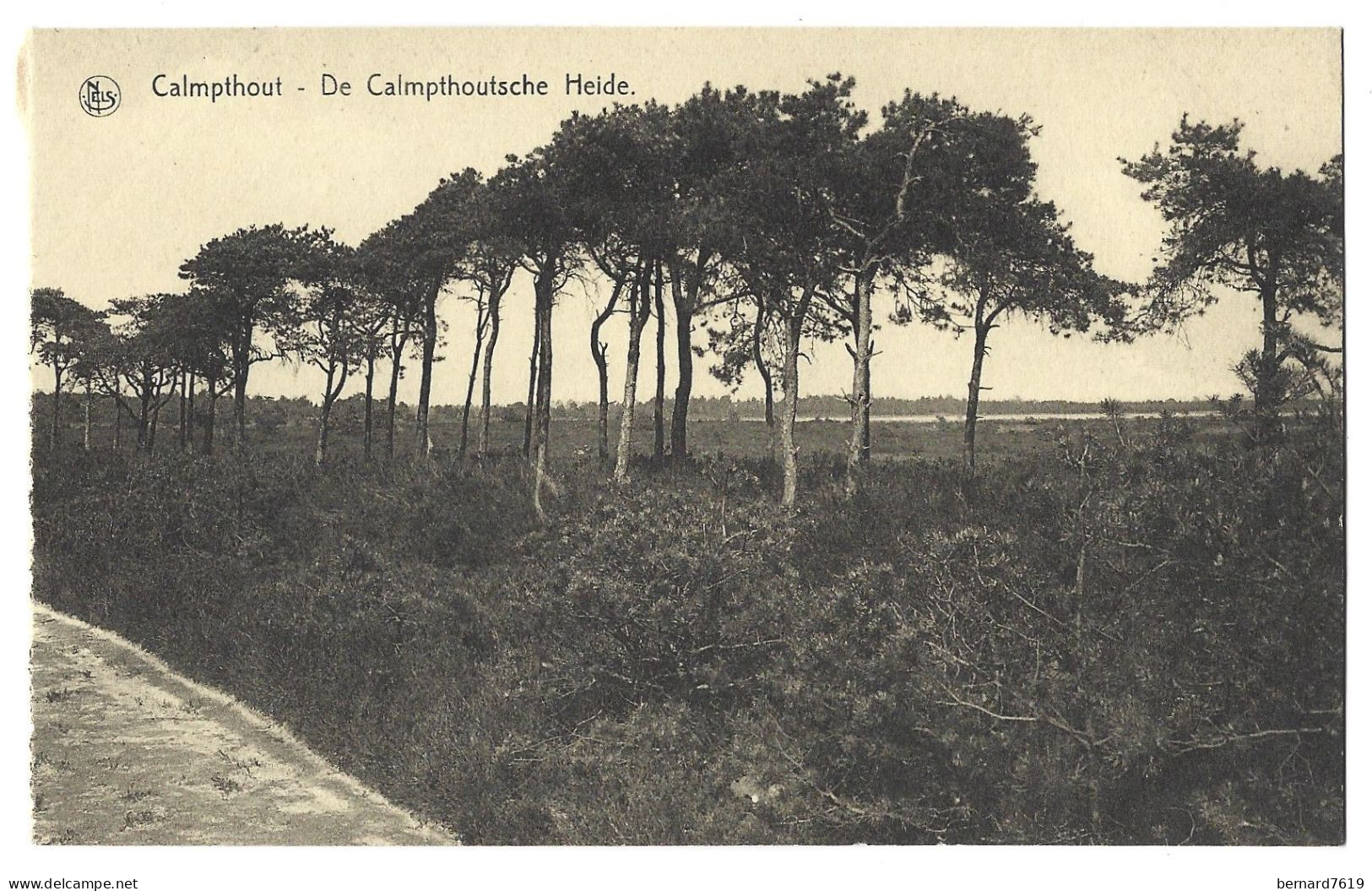 Belgique  -  Calmpthout  Ou  Kalmthout  -  De Calmpthoutsche Heide - Arbre - Kalmthout