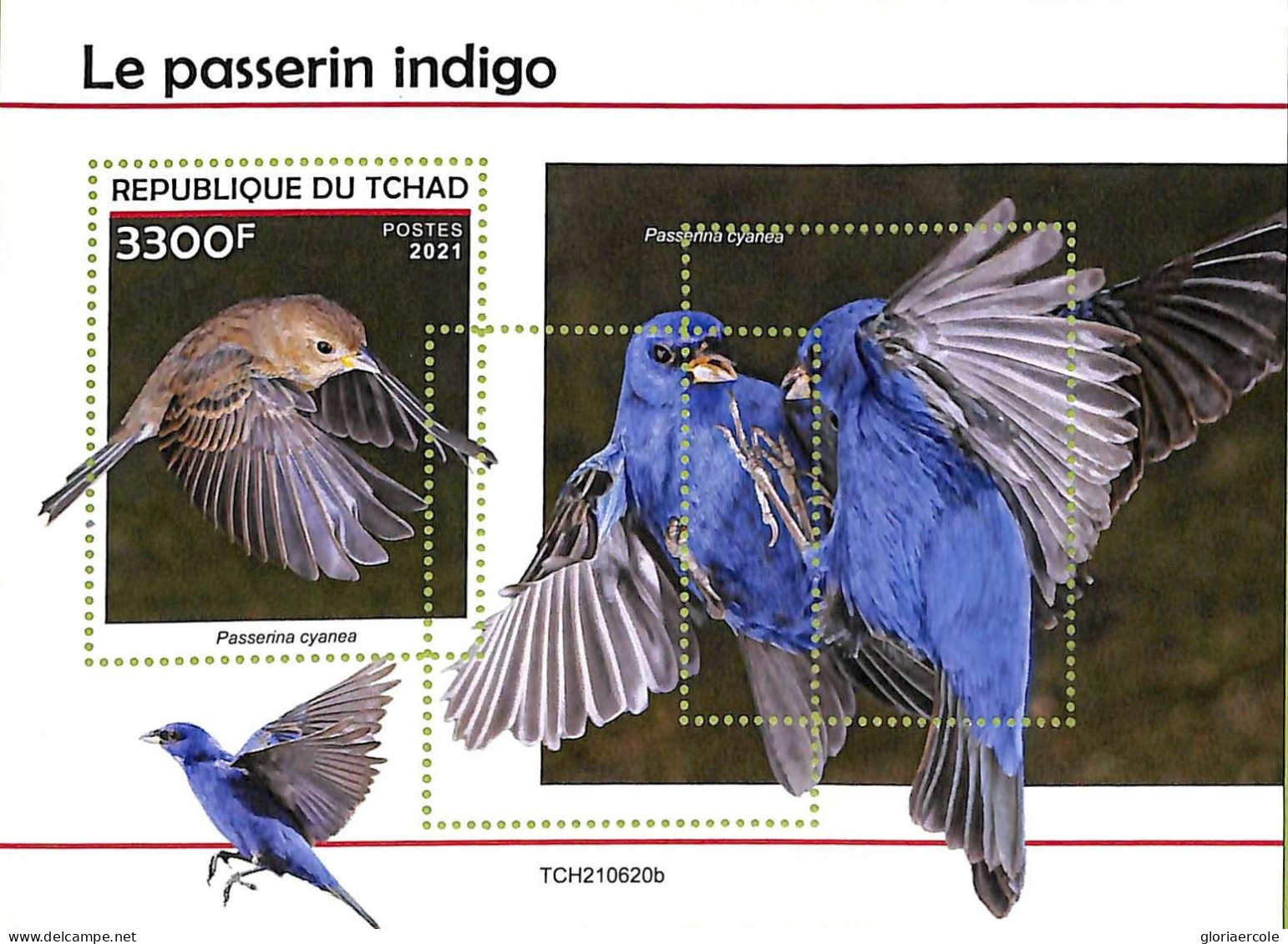 A9573 - TCHAD -  ERROR MISPERF Stamp Sheet - 2021 - Indigo Sparrow, Birds - Cernícalo