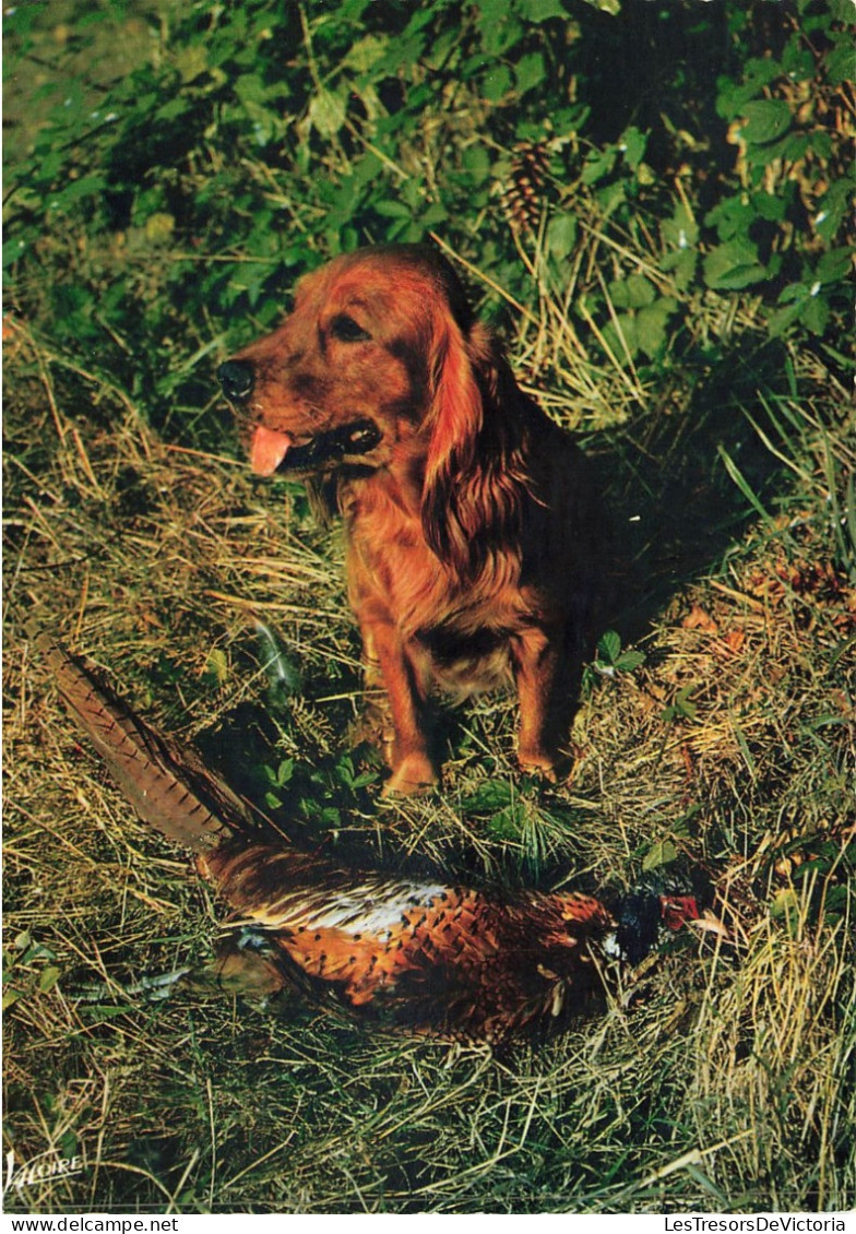 BELGIQUE - Ardennes Belges - Il Attend Sa Récompense - Chien - Faisan - Carte Postale - Autres & Non Classés