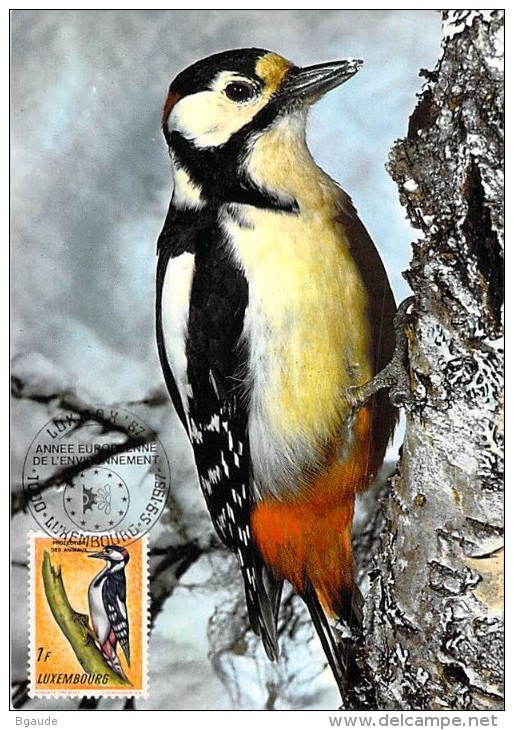 LUXEMBOURG  CARTE PHILATELIQUE   NUM-YVERT  595 FAUNE OISEAUX  PIC EPEICHE  PROTECTION DE LA NATURE - Maximum Cards