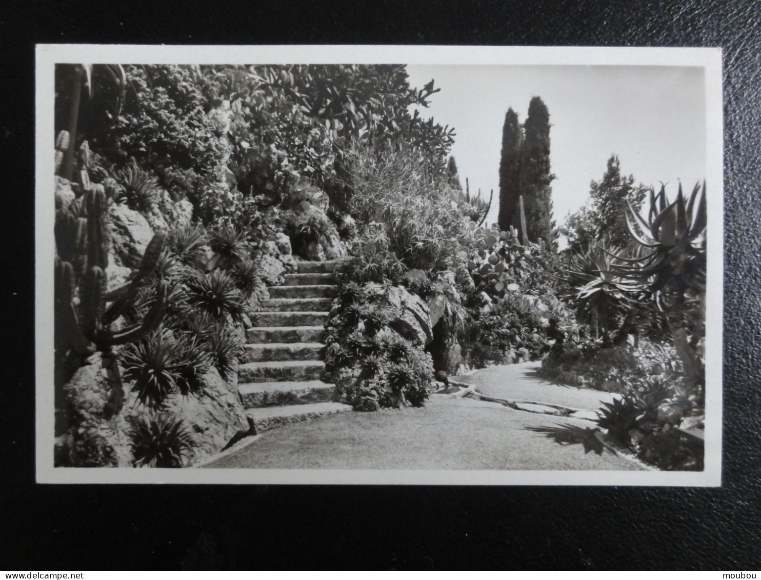 Monaco - Lot De Cp Photo  Jardin Exotique Vers 1945 - Non Circulées - Exotische Tuin