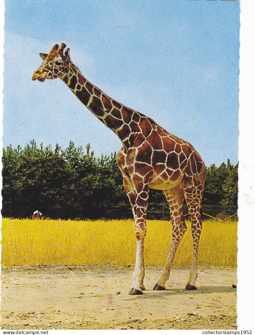 GIRAFFE,  POSTCARD, ROMANIA - Giraffes
