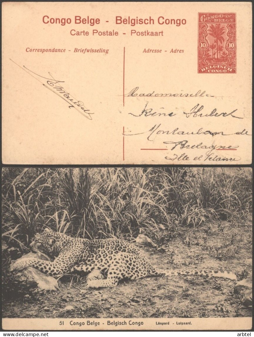 CONGO BELGA ENTERO POSTAL LEOPARDO FELINO CAZA LEOPARD - Autres & Non Classés