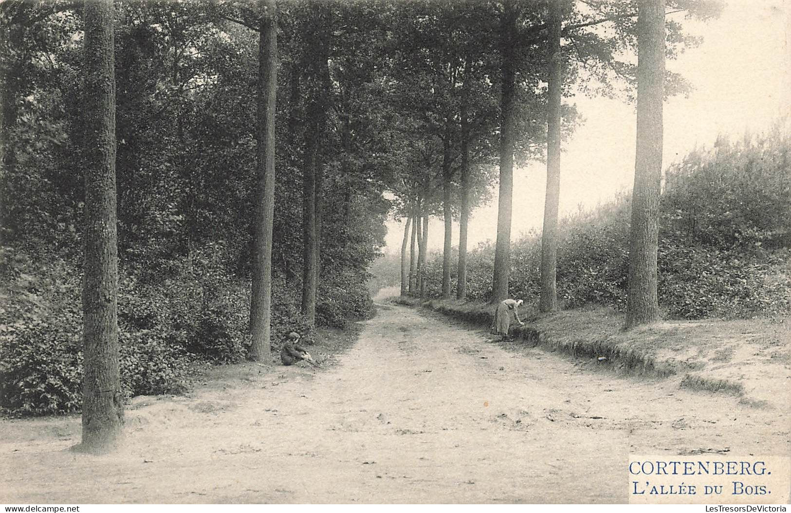 BELGIQUE - Kortenberg - L'Allée Du Bois - Carte Postale Ancienne - Kortenberg