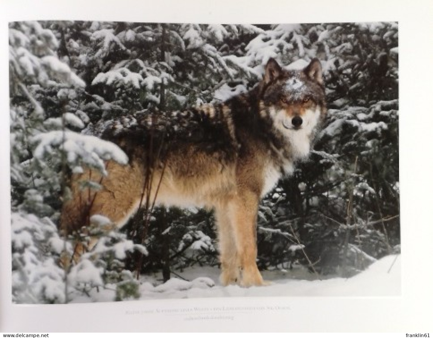 Bruder Wolf. Das vergessene Versprechen.