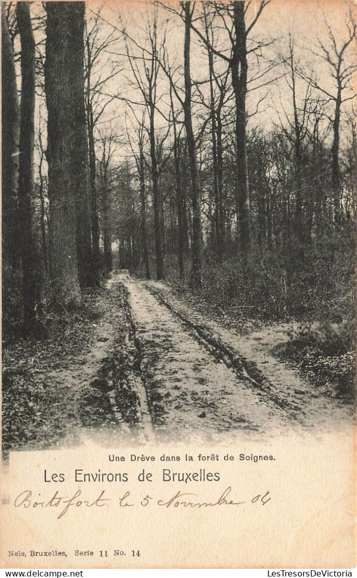 BELGIQUE - Environs De Bruxelles - Une Drève Dans La Forêt De Soignes - Carte Postale Ancienne - Non Classificati