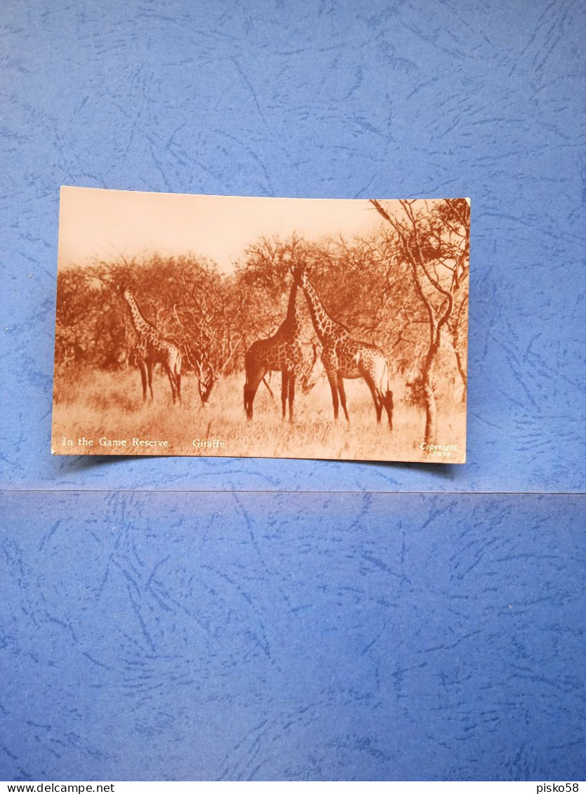 In The Game Reserve-fp-1949 - Giraffes