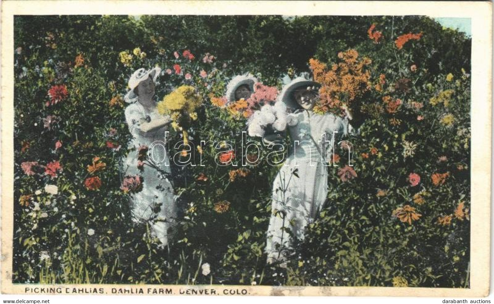 ** T3 Denver (Colorado), Dahlia Farm, Picking Dahlias, From Postcard Booklet (wet Damage) - Ohne Zuordnung