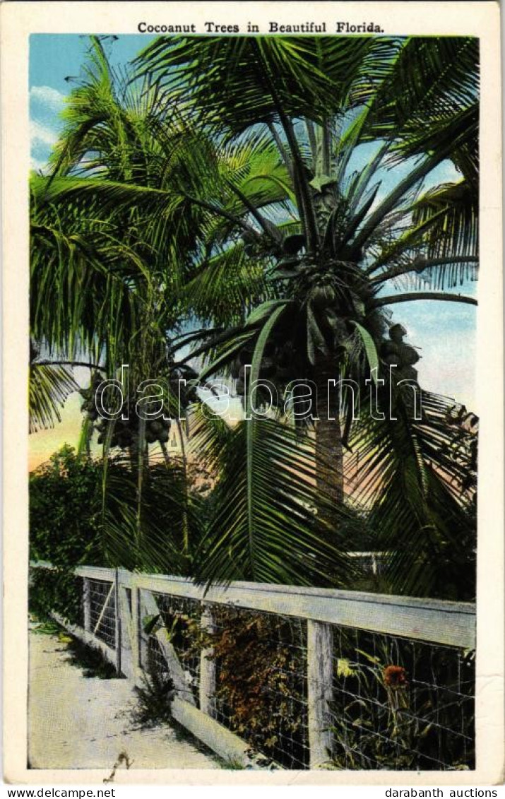 ** T3 Florida, Cocoanut Trees In Beautiful Florida (EB) - Unclassified