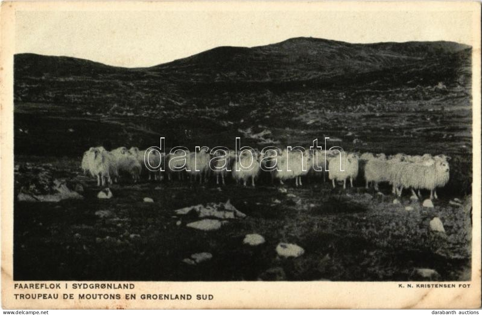 ** T2 Troupeau De Moutons En Groenland Sud / A Flock Of Sheep, Southern Greenland - Non Classés