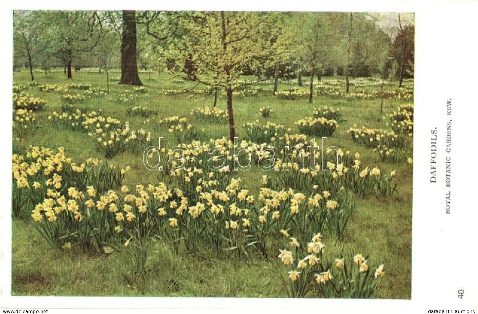 ** T2 London, Royal Botanic Gardens, Kew, Daffodils - Ohne Zuordnung