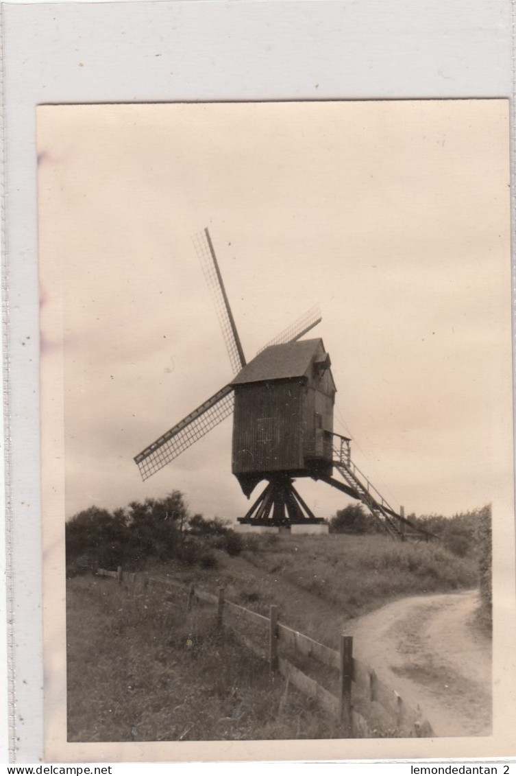 Tongerlo. Molen. Photo, No Postcard. 12,5 X 9 Cm. * - Westerlo