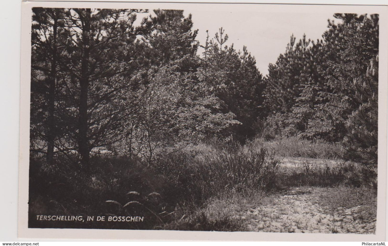 Terschelling - In De Bosschen - Oud - Terschelling